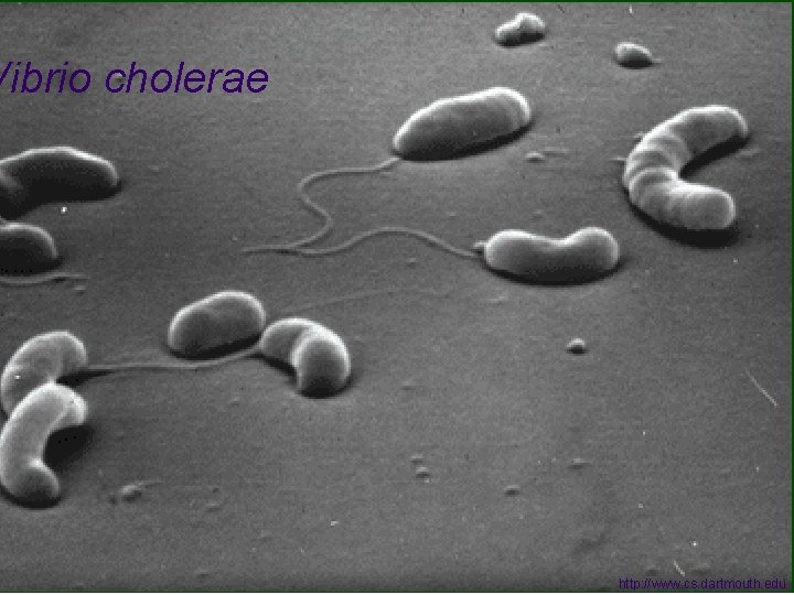 Vibrio cholerae http: //www. cs. dartmouth. edu 