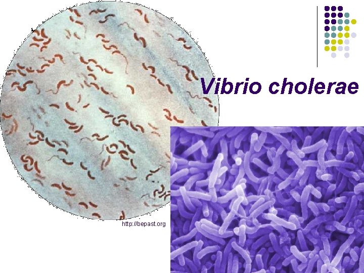 Vibrio cholerae http: //bepast. org 