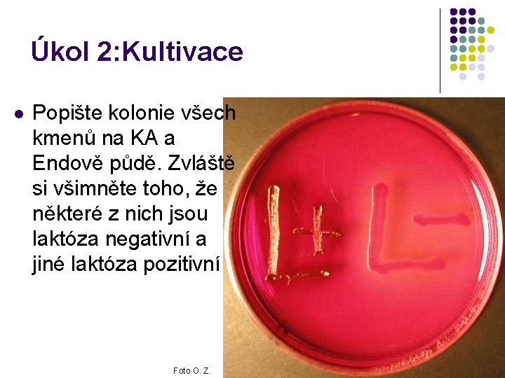 Úkol 2: Kultivace l Popište kolonie všech kmenů na KA a Endově půdě. Zvláště