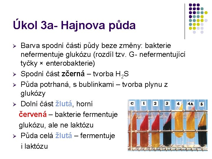 Úkol 3 a- Hajnova půda Barva spodní části půdy beze změny: bakterie nefermentuje glukózu