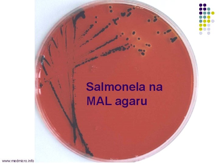 Salmonela na MAL agaru www. medmicro. info 