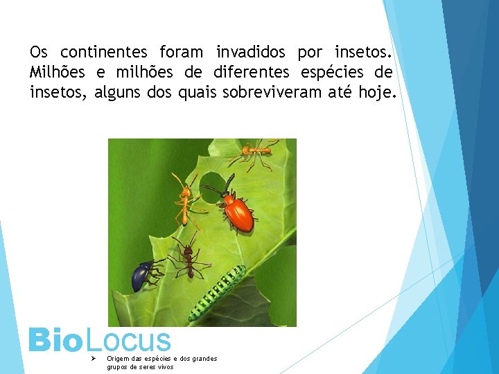 Os continentes foram invadidos por insetos. Milhões e milhões de diferentes espécies de insetos,