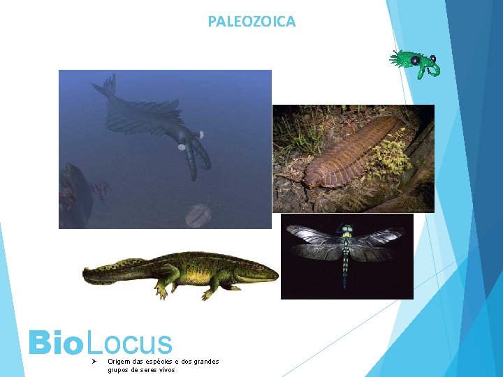 PALEOZOICA Bio. Locus Ø Origem das espécies e dos grandes grupos de seres vivos