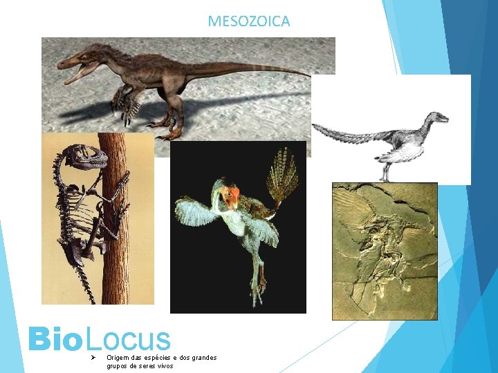 MESOZOICA Bio. Locus Ø Origem das espécies e dos grandes grupos de seres vivos