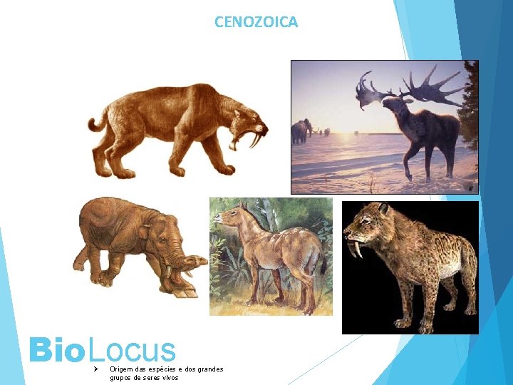 CENOZOICA Bio. Locus Ø Origem das espécies e dos grandes grupos de seres vivos