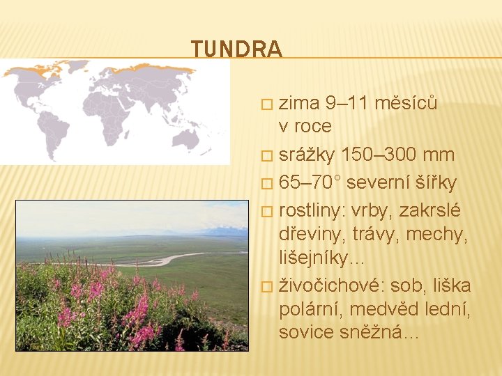 TUNDRA zima 9– 11 měsíců v roce � srážky 150– 300 mm � 65–