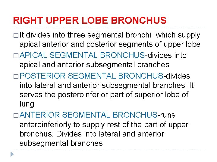 RIGHT UPPER LOBE BRONCHUS � It divides into three segmental bronchi which supply apical,