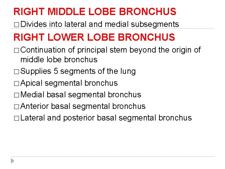 RIGHT MIDDLE LOBE BRONCHUS � Divides into lateral and medial subsegments RIGHT LOWER LOBE