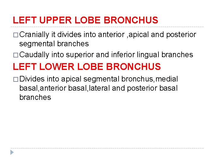 LEFT UPPER LOBE BRONCHUS � Cranially it divides into anterior , apical and posterior