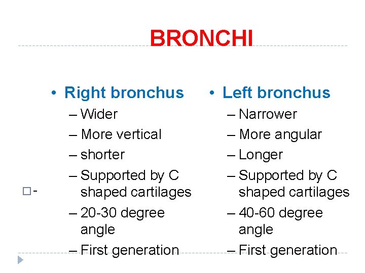 BRONCHI • Right bronchus �- – Wider – More vertical – shorter – Supported