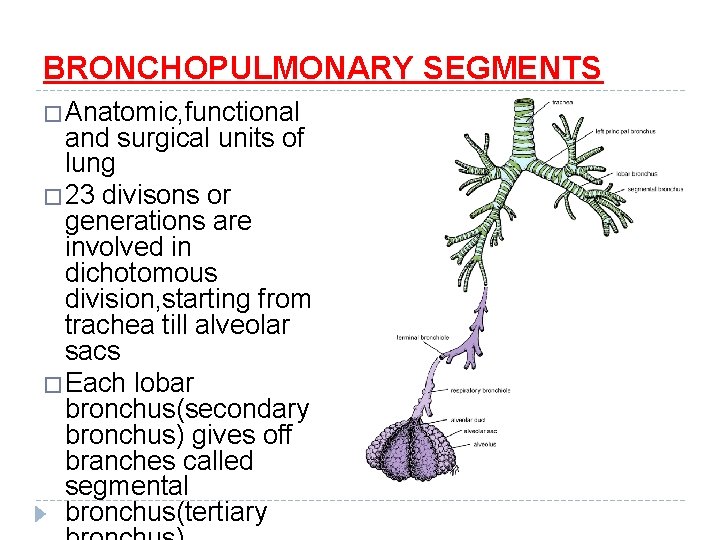 BRONCHOPULMONARY SEGMENTS �Anatomic, functional and surgical units of lung � 23 divisons or generations
