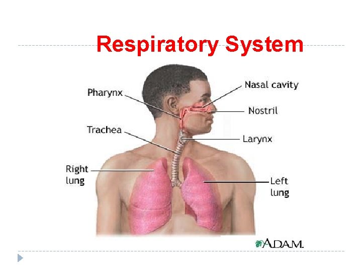 Respiratory System 