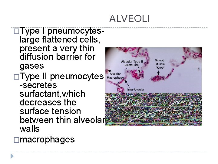 ALVEOLI �Type I pneumocyteslarge flattened cells, present a very thin diffusion barrier for gases