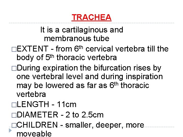 TRACHEA It is a cartilaginous and membranous tube �EXTENT - from 6 th cervical