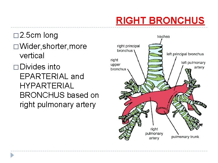RIGHT BRONCHUS � 2. 5 cm long � Wider, shorter, more vertical � Divides