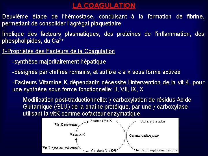 LA COAGULATION Deuxième étape de l’hémostase, conduisant à la formation de fibrine, permettant de