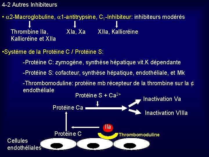 4 -2 Autres Inhibiteurs • 2 -Macroglobuline, 1 -antitrypsine, C 1 -Inhibiteur: inhibiteurs modérés