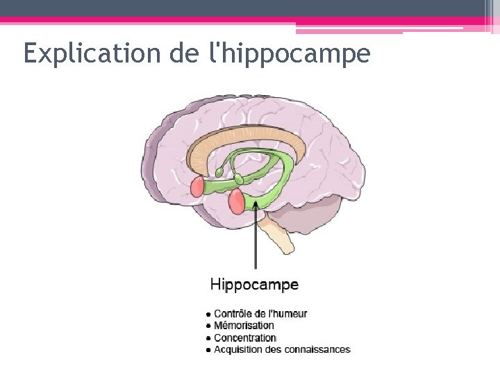 Explication de l'hippocampe 