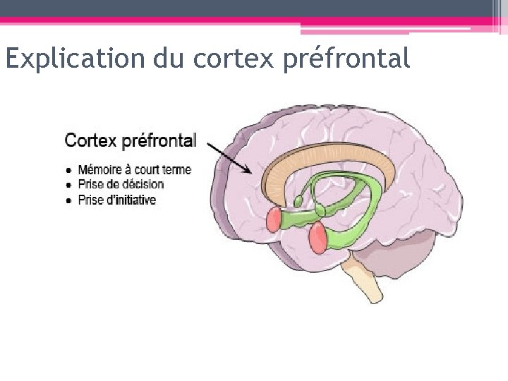 Explication du cortex préfrontal 