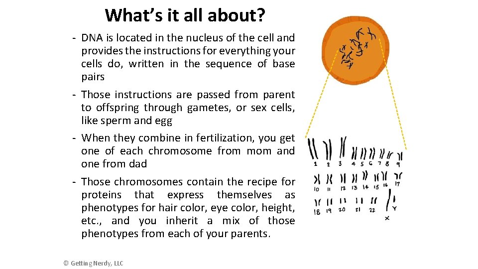 What’s it all about? - DNA is located in the nucleus of the cell