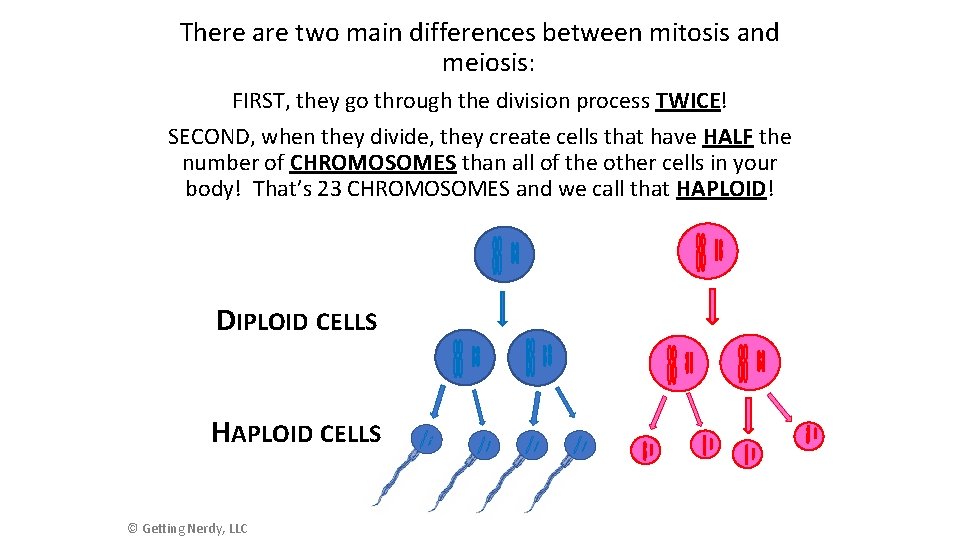 Oh Me Oh Meiosis Objective To learn how