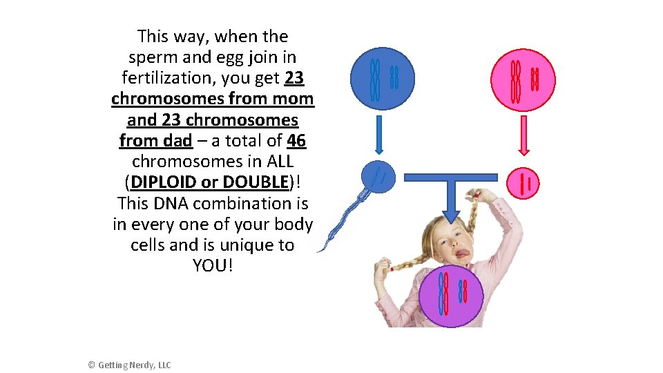 Oh Me Oh Meiosis Objective To learn how