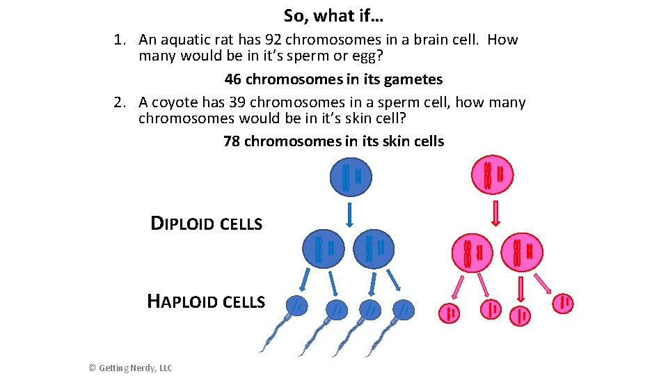 So, what if… 1. An aquatic rat has 92 chromosomes in a brain cell.