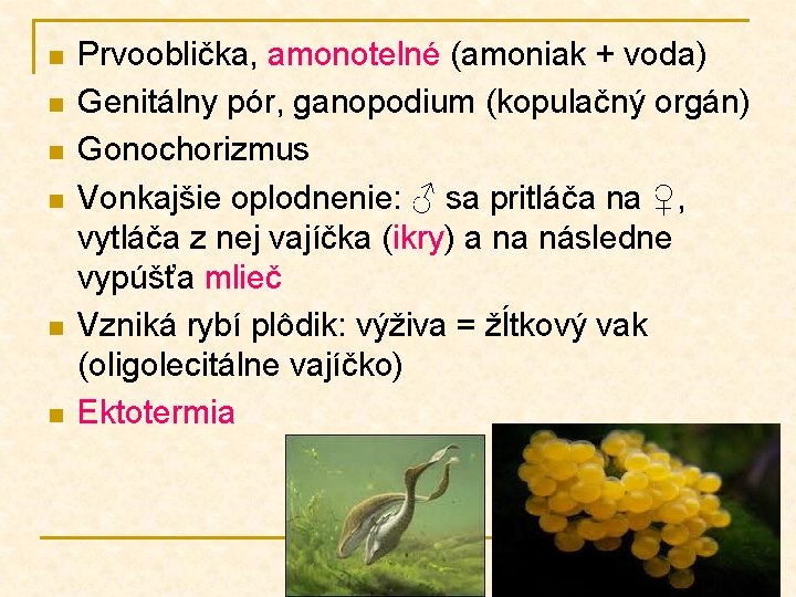 n n n Prvooblička, amonotelné (amoniak + voda) Genitálny pór, ganopodium (kopulačný orgán) Gonochorizmus