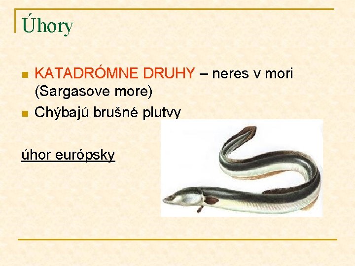 Úhory n n KATADRÓMNE DRUHY – neres v mori (Sargasove more) Chýbajú brušné plutvy