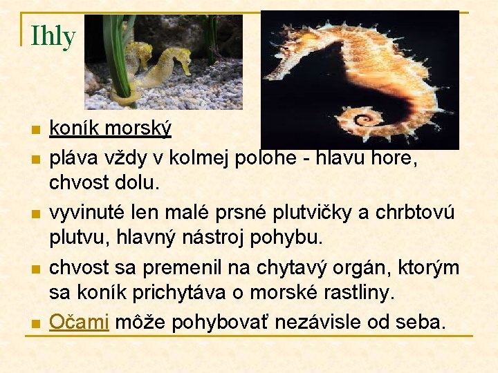 Ihly n n n koník morský pláva vždy v kolmej polohe - hlavu hore,