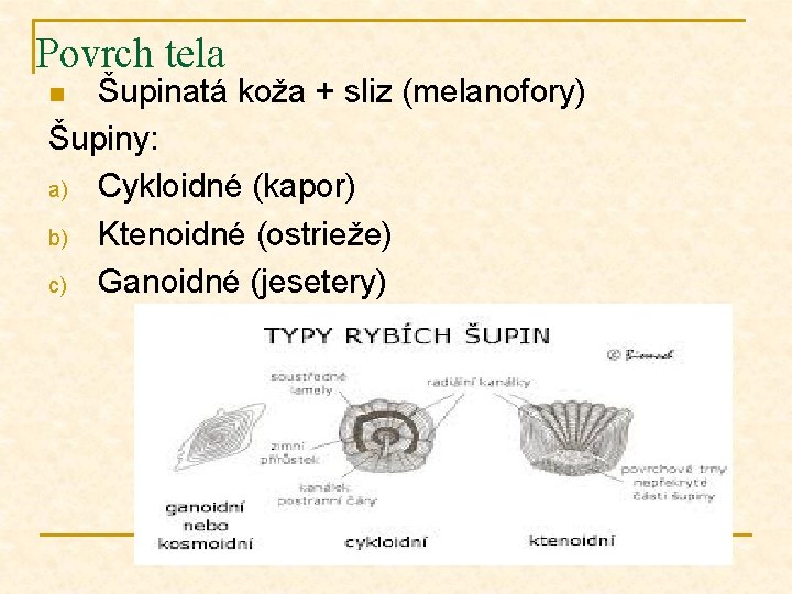 Povrch tela Šupinatá koža + sliz (melanofory) Šupiny: a) Cykloidné (kapor) b) Ktenoidné (ostrieže)