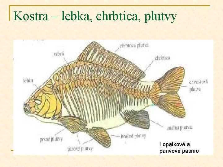 Kostra – lebka, chrbtica, plutvy Lopatkové a panvové pásmo 