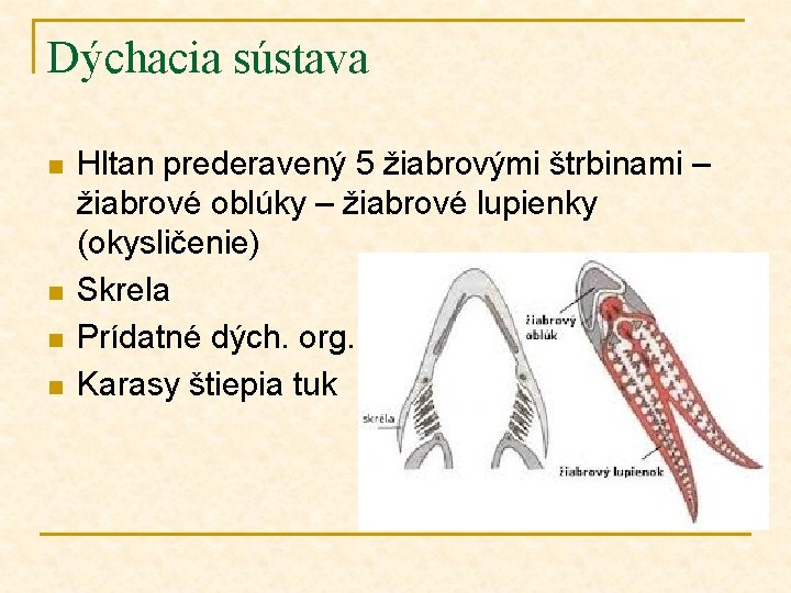 Dýchacia sústava n n Hltan prederavený 5 žiabrovými štrbinami – žiabrové oblúky – žiabrové