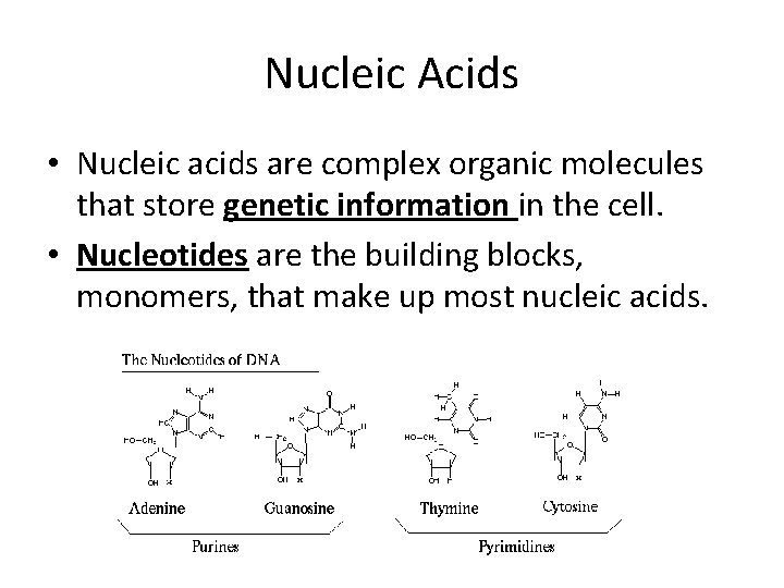 Nucleic Acids • Nucleic acids are complex organic molecules that store genetic information in