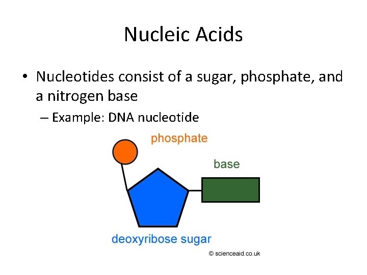 Nucleic Acids • Nucleotides consist of a sugar, phosphate, and a nitrogen base –