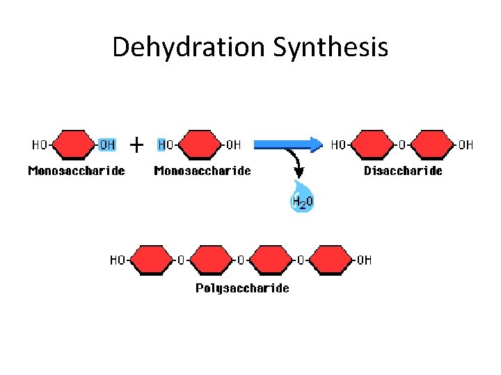 Dehydration Synthesis 