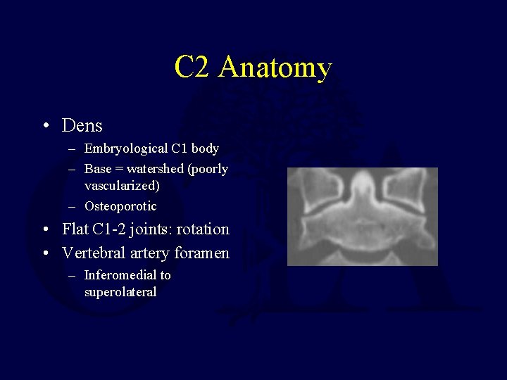 C 2 Anatomy • Dens – Embryological C 1 body – Base = watershed