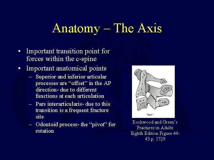 Anatomy – The Axis • Important transition point forces within the c-spine • Important