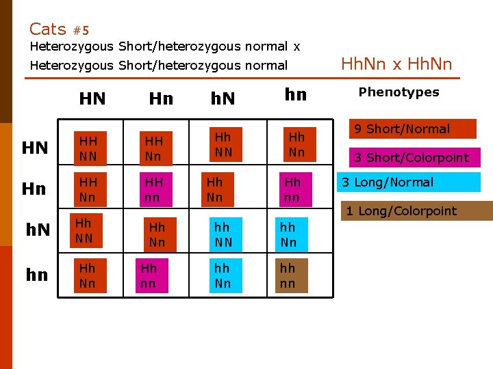 Cats #5 Heterozygous Short/heterozygous normal x Heterozygous Short/heterozygous normal HN Hn HN HH Nn