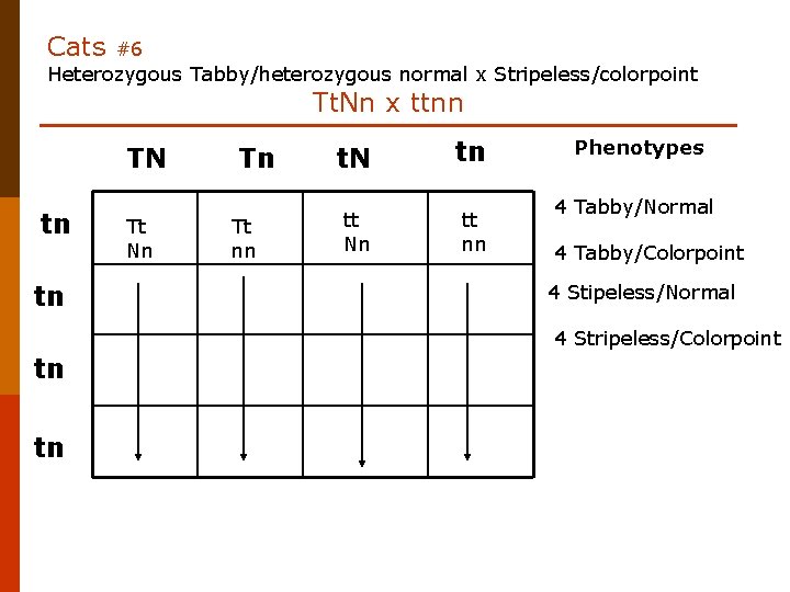 Cats #6 Heterozygous Tabby/heterozygous normal x Stripeless/colorpoint Tt. Nn x ttnn TN tn tn