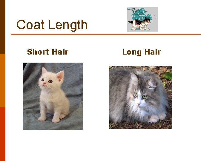 Coat Length Short Hair Long Hair 