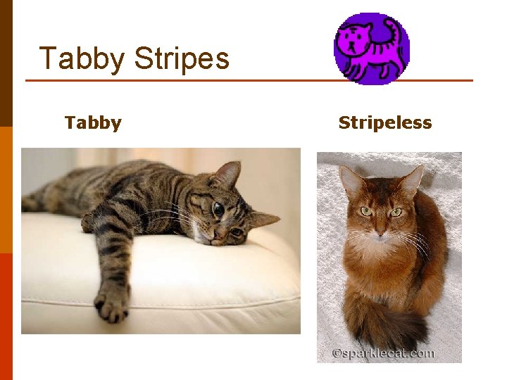 Tabby Stripes Tabby Stripeless 