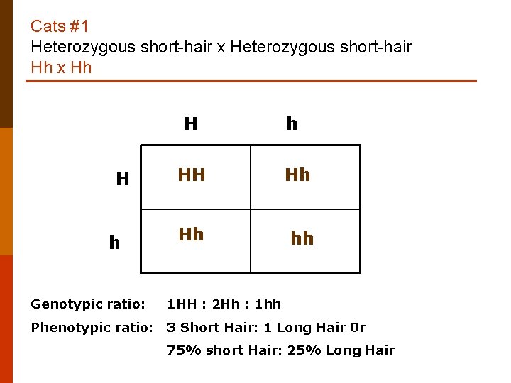 Cats #1 Heterozygous short-hair x Heterozygous short-hair Hh x Hh H H h Genotypic