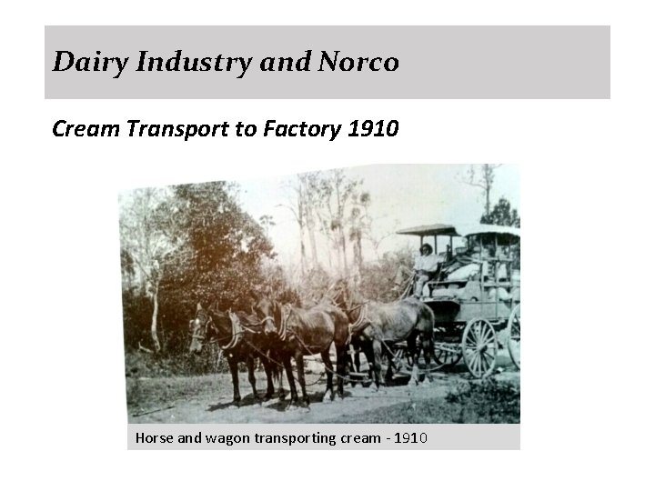 Dairy Industry and Norco Cream Transport to Factory 1910 Horse and wagon transporting cream
