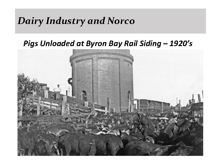 Dairy Industry and Norco Pigs Unloaded at Byron Bay Rail Siding – 1920’s 