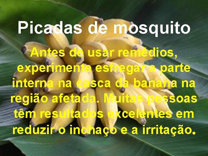 Picadas de mosquito Antes de usar remédios, experimente esfregar a parte interna na casca