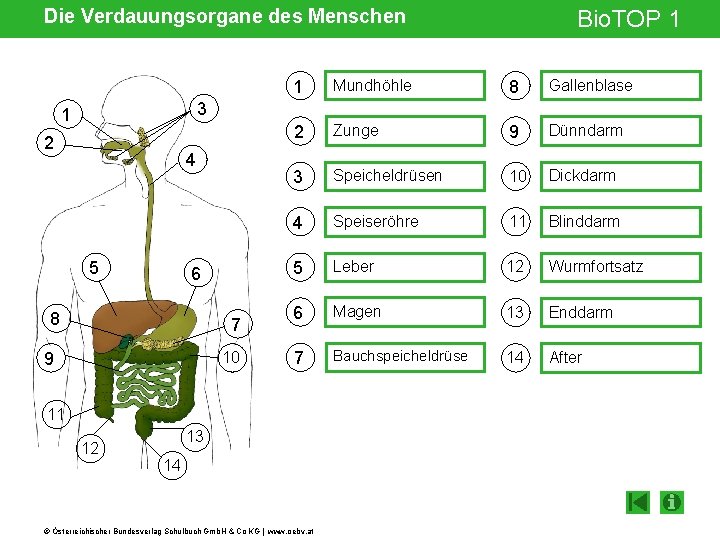 Die Verdauungsorgane des Menschen Bio. TOP 1 1 Mundhöhle 8 Gallenblase 2 Zunge 9