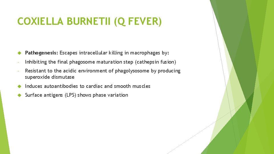 COXIELLA BURNETII (Q FEVER) Pathogenesis: Escapes intracellular killing in macrophages by: - Inhibiting the