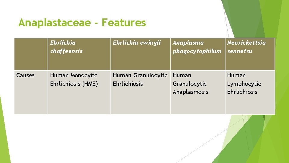 Anaplastaceae - Features Causes Ehrlichia chaffeensis Ehrlichia ewingii Anaplasma Neorickettsia phagocytophilum sennetsu Human Monocytic