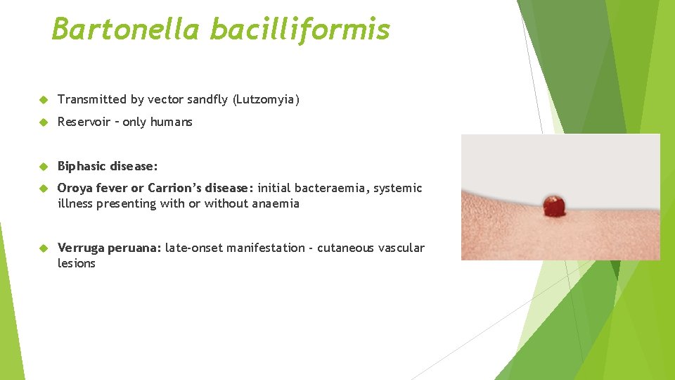 Bartonella bacilliformis Transmitted by vector sandfly (Lutzomyia) Reservoir – only humans Biphasic disease: Oroya